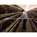 Automatic/Semi-Automatic Poultry Chicken Cage for Bird Farm